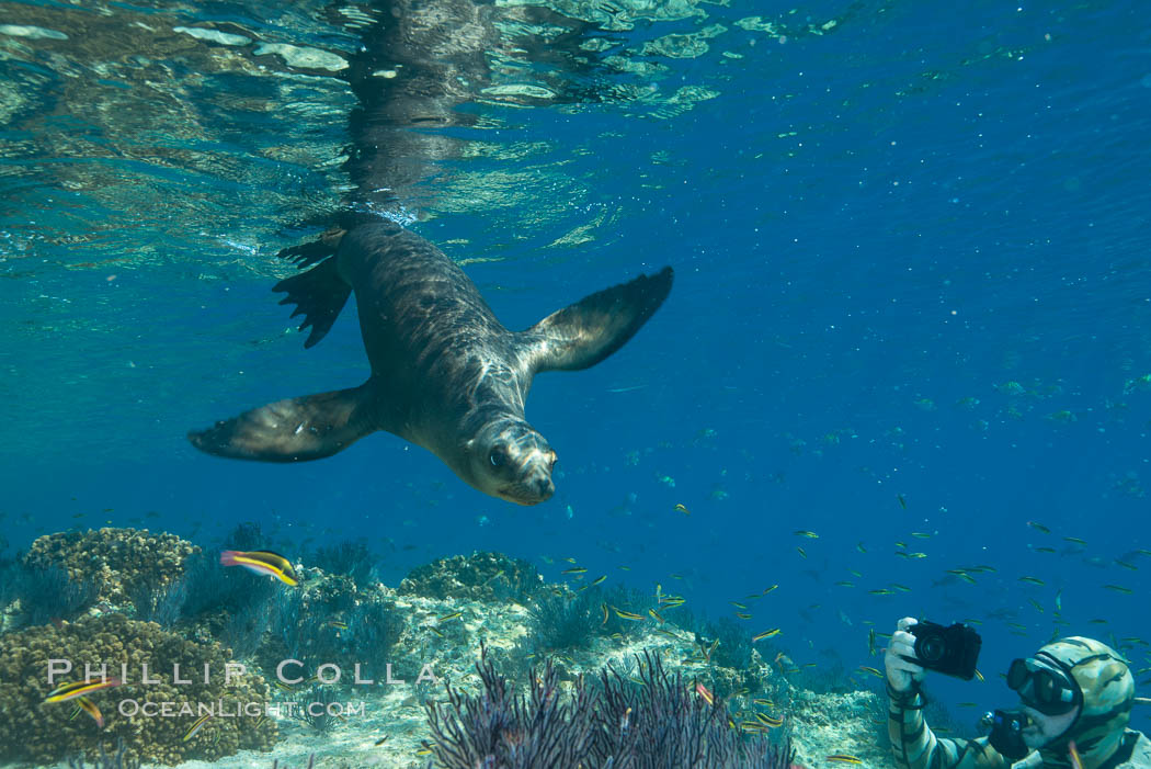 Sea Lion Underwater, Los Islotes, Sea of Cortez. Baja California, Mexico, natural history stock photograph, photo id 32502