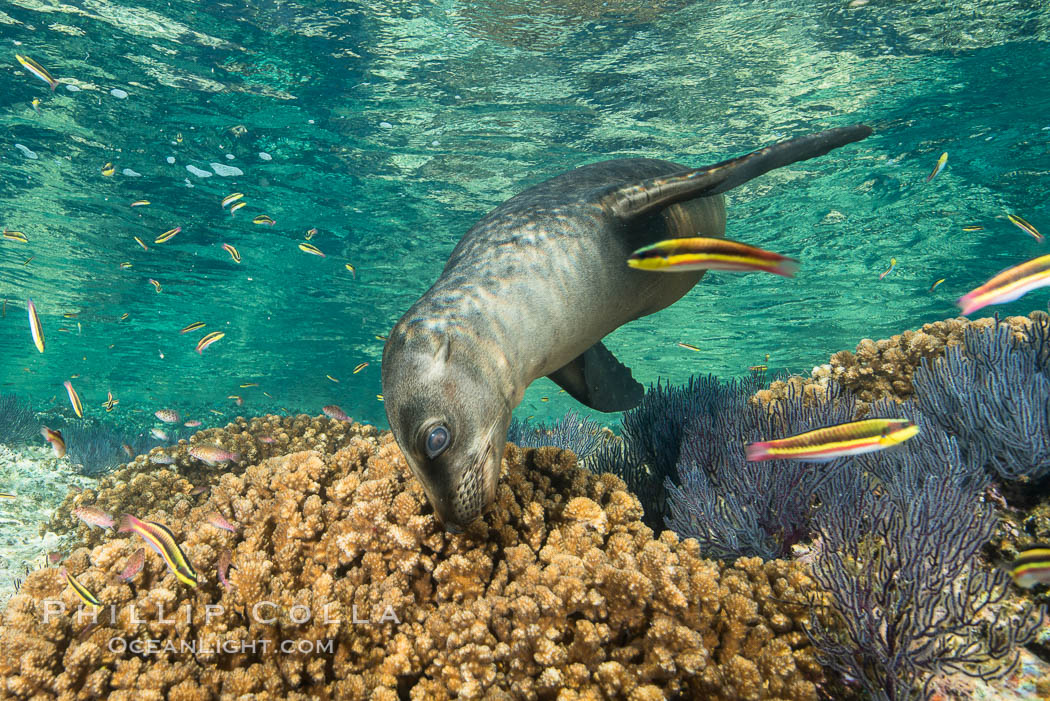 Sea Lion Underwater, Los Islotes, Sea of Cortez. Baja California, Mexico, natural history stock photograph, photo id 32510