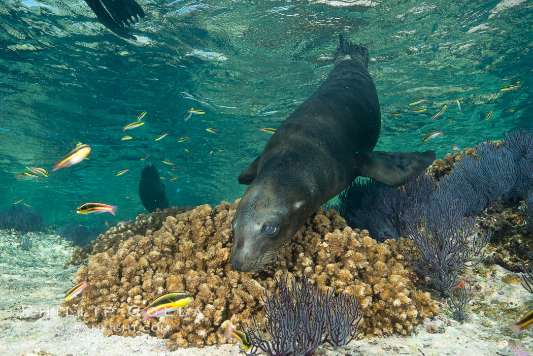 Sea Lion Underwater, Los Islotes, Sea of Cortez. Baja California, Mexico, natural history stock photograph, photo id 32518