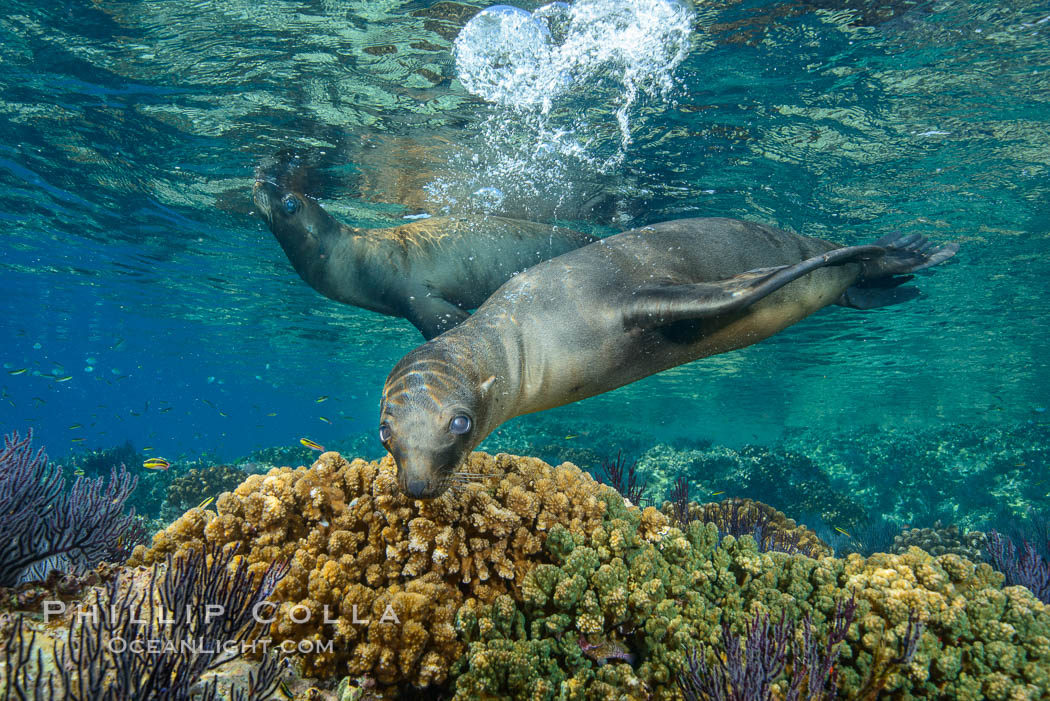 Sea Lion Underwater, Los Islotes, Sea of Cortez. Baja California, Mexico, natural history stock photograph, photo id 32522