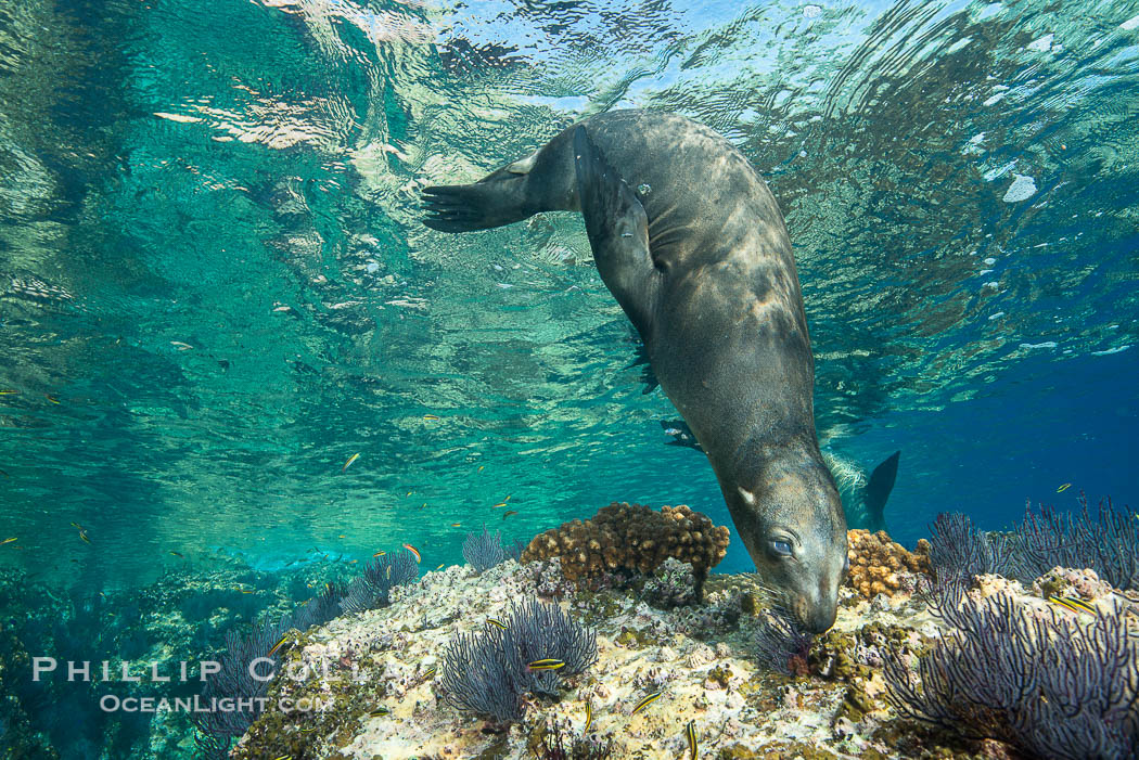 Sea Lion Underwater, Los Islotes, Sea of Cortez., Zalophus californianus, natural history stock photograph, photo id 32526