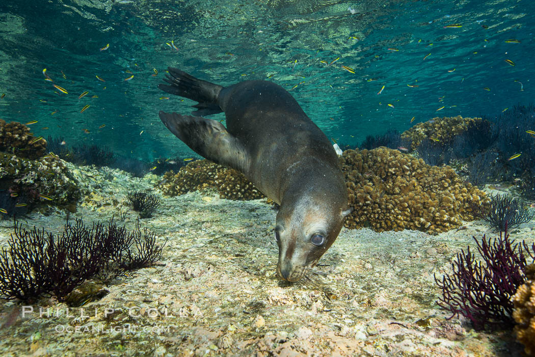 Sea Lion Underwater, Los Islotes, Sea of Cortez. Baja California, Mexico, natural history stock photograph, photo id 32530
