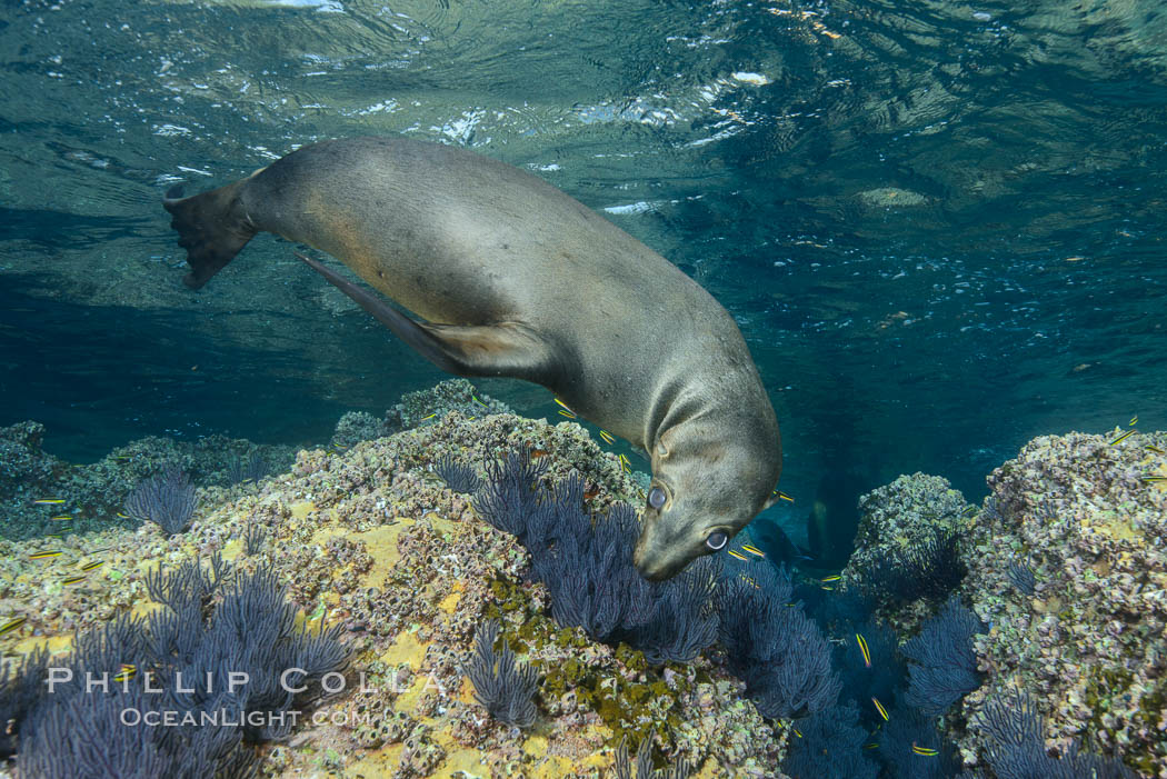 Sea Lion Underwater, Los Islotes, Sea of Cortez. Baja California, Mexico, natural history stock photograph, photo id 32534