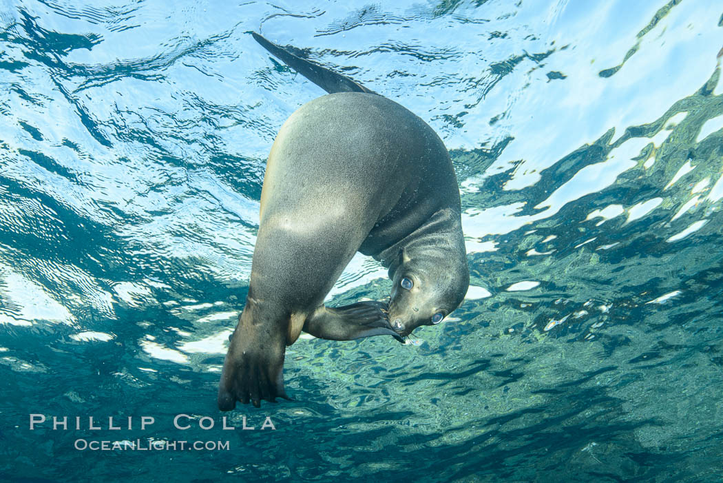 Sea Lion Underwater, Los Islotes, Sea of Cortez. Baja California, Mexico, natural history stock photograph, photo id 32538