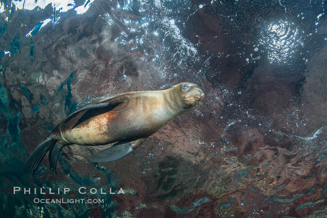 Sea Lion Underwater, Los Islotes, Sea of Cortez. Baja California, Mexico, natural history stock photograph, photo id 32550