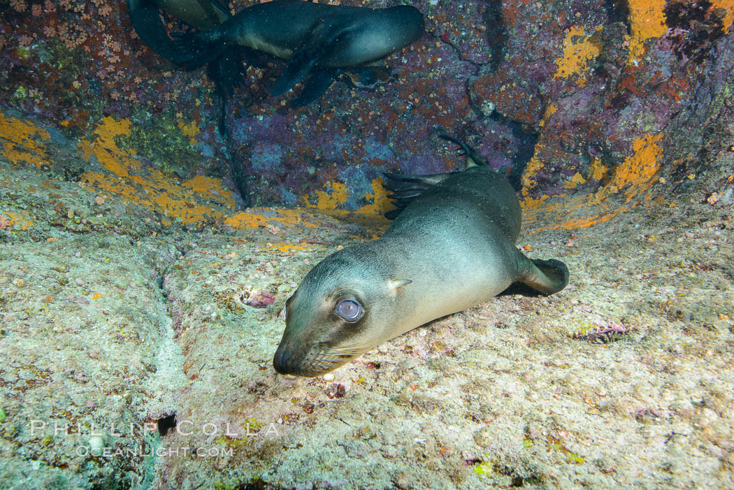 Sea Lion Underwater, Los Islotes, Sea of Cortez. Baja California, Mexico, natural history stock photograph, photo id 32590