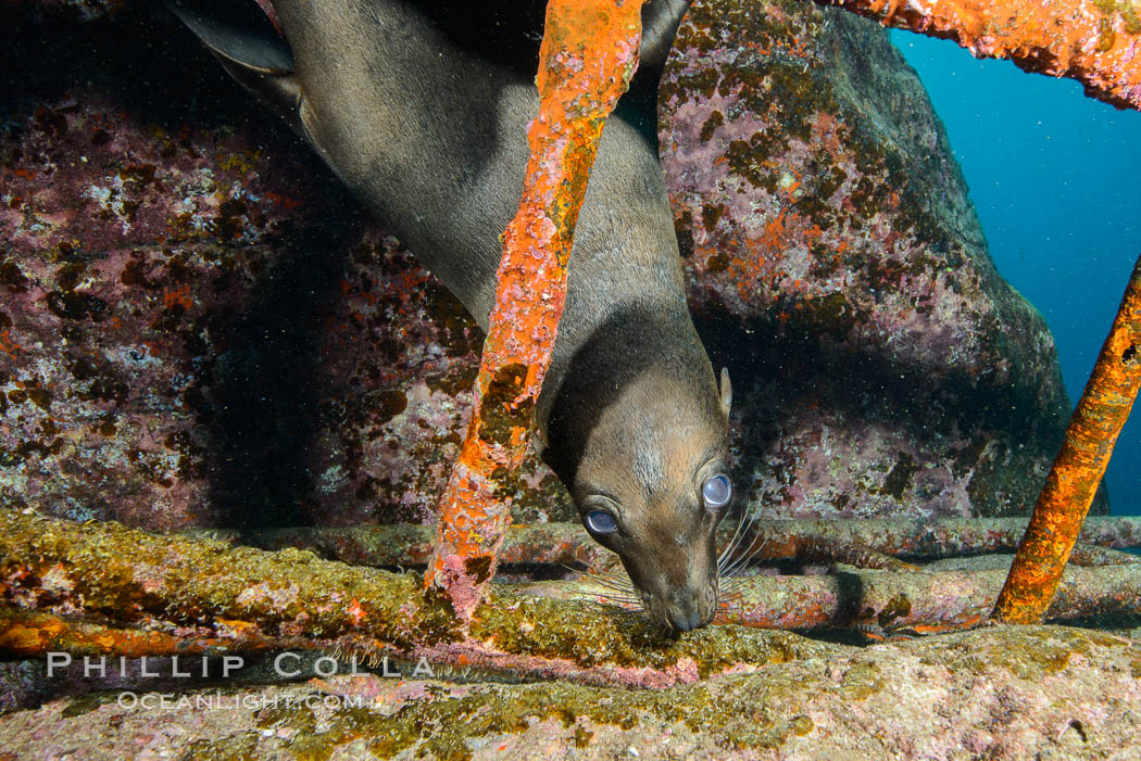 Sea Lion Underwater, Los Islotes, Sea of Cortez. Baja California, Mexico, natural history stock photograph, photo id 32594