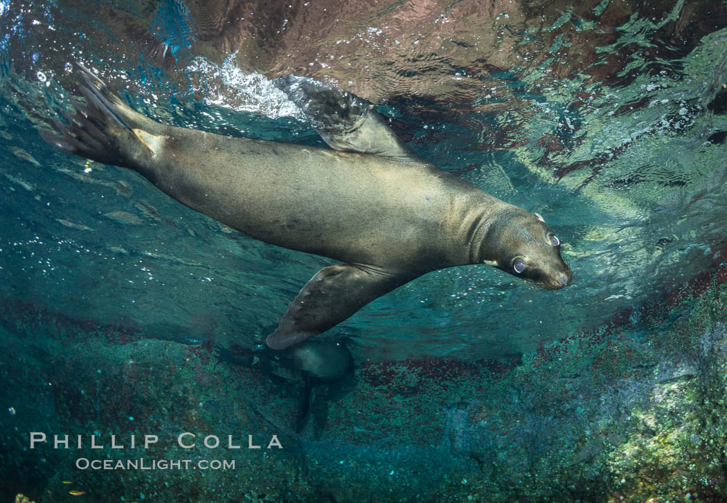 California sea lion underwater, Sea of Cortez, Mexico. Baja California, natural history stock photograph, photo id 33826