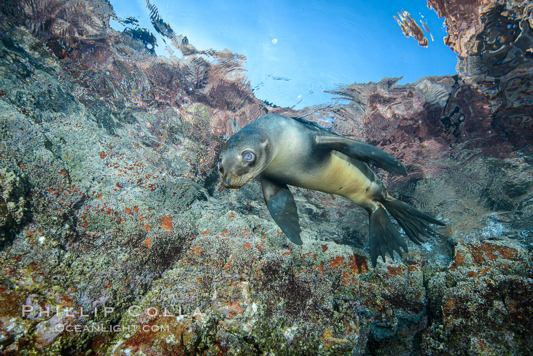 Sea Lion Underwater, Los Islotes, Sea of Cortez. Baja California, Mexico, natural history stock photograph, photo id 32488