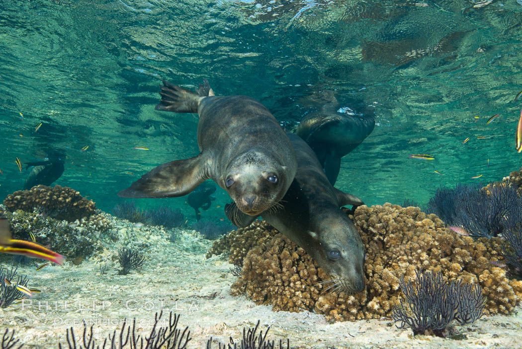 Sea Lion Underwater, Los Islotes, Sea of Cortez. Baja California, Mexico, natural history stock photograph, photo id 32516