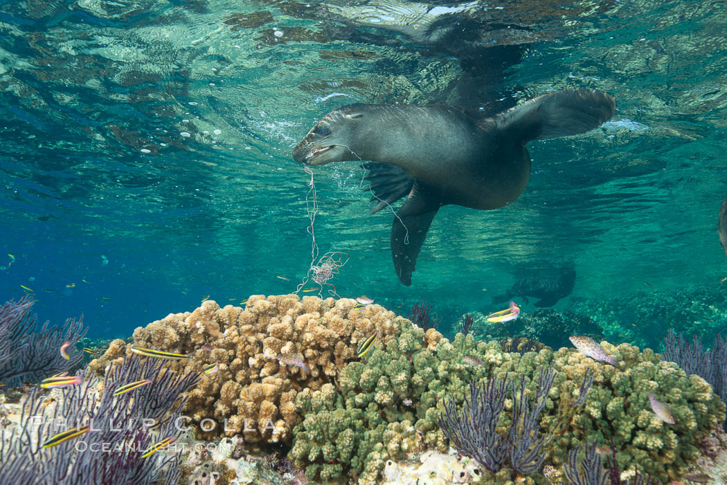 Sea Lion Underwater, Los Islotes, Sea of Cortez. Baja California, Mexico, natural history stock photograph, photo id 32520
