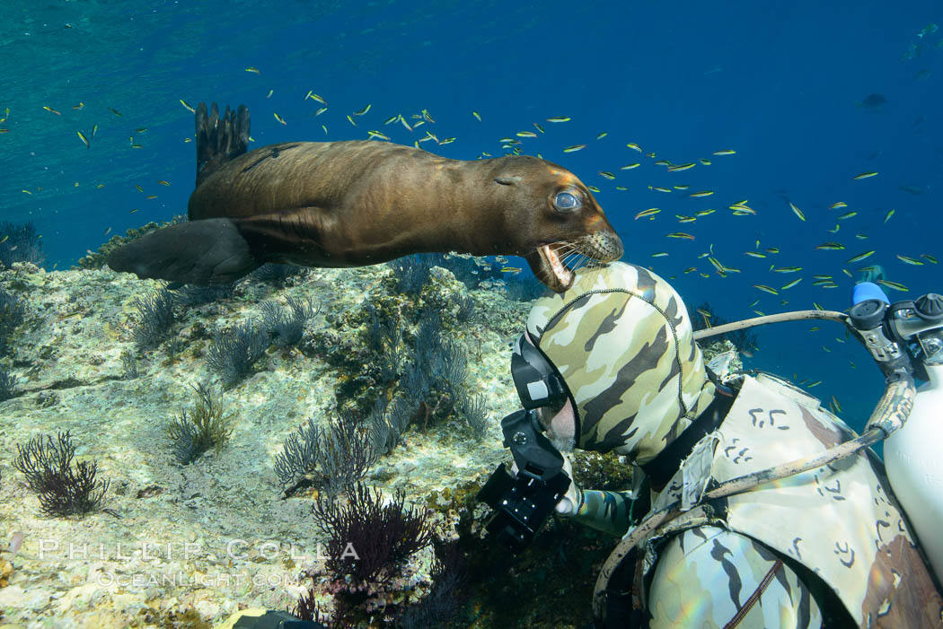 Sea Lion Underwater, Los Islotes, Sea of Cortez. Baja California, Mexico, natural history stock photograph, photo id 32528