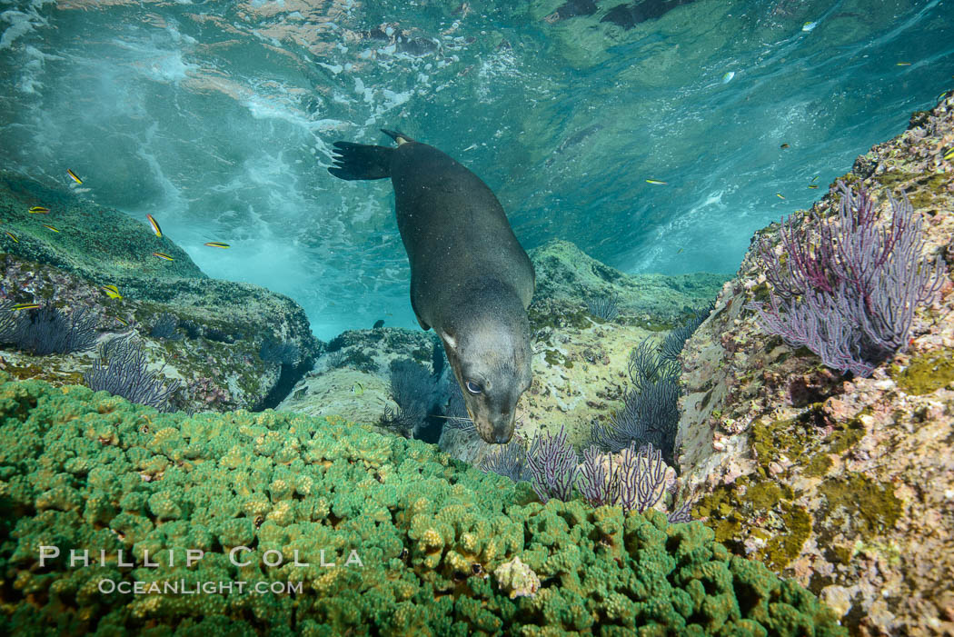 Sea Lion Underwater, Los Islotes, Sea of Cortez. Baja California, Mexico, natural history stock photograph, photo id 32592
