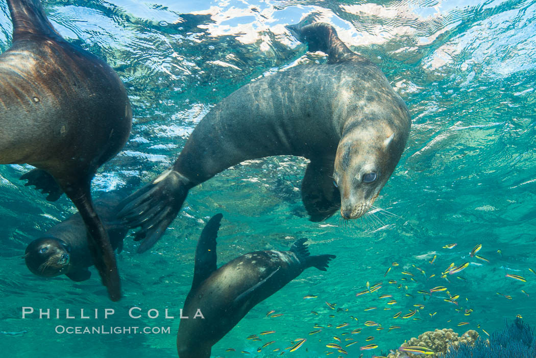 California sea lion underwater, Sea of Cortez, Mexico. Baja California, natural history stock photograph, photo id 33796