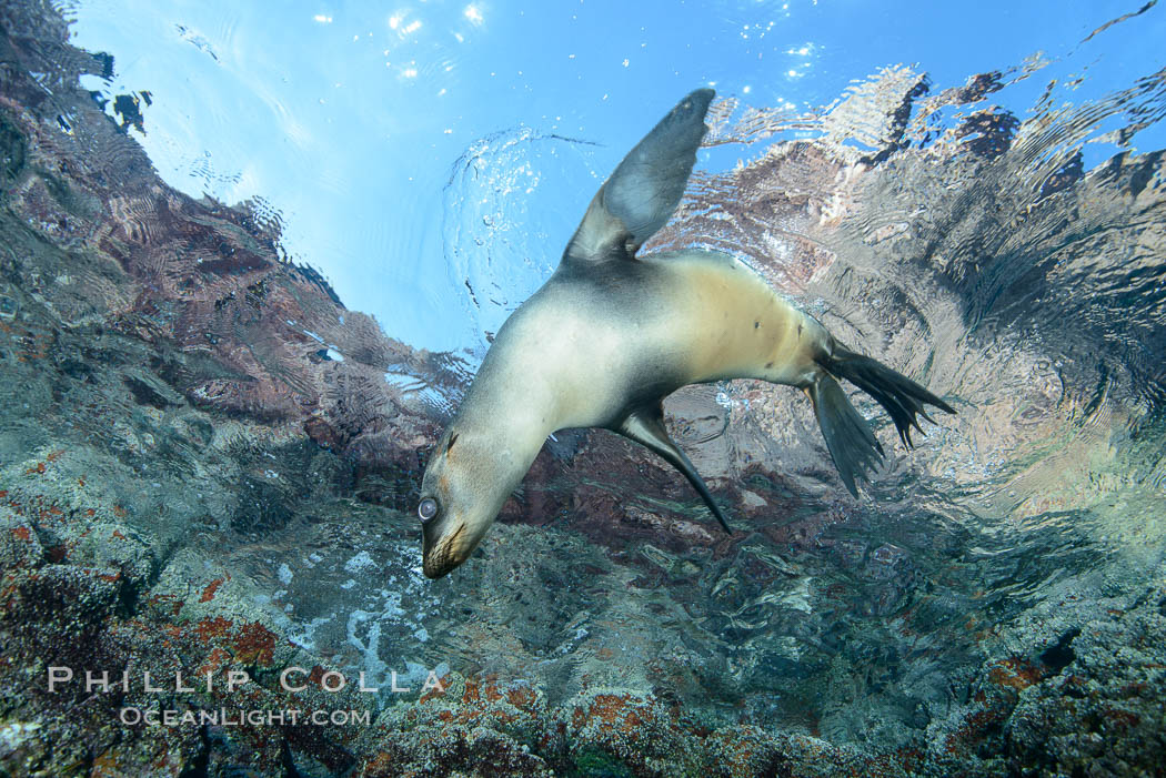 Sea Lion Underwater, Los Islotes, Sea of Cortez. Baja California, Mexico, natural history stock photograph, photo id 32487