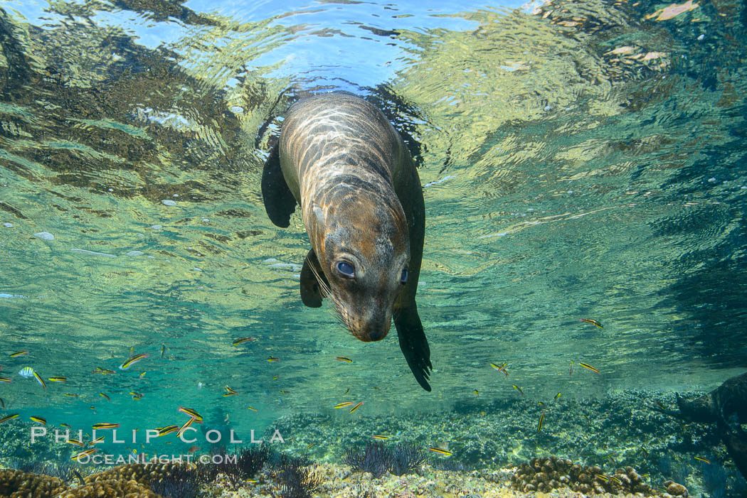 Sea Lion Underwater, Los Islotes, Sea of Cortez. Baja California, Mexico, natural history stock photograph, photo id 32499