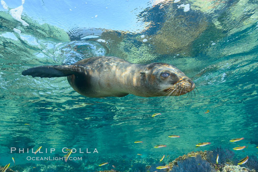 Sea Lion Underwater, Los Islotes, Sea of Cortez. Baja California, Mexico, natural history stock photograph, photo id 32503