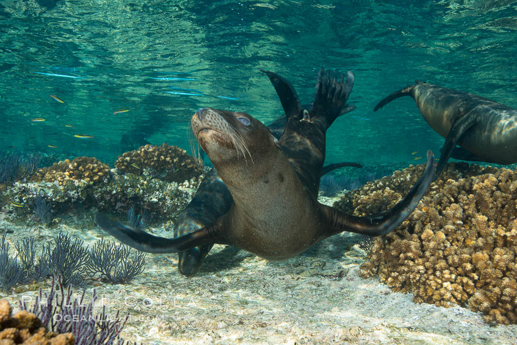 Sea Lion Underwater, Los Islotes, Sea of Cortez. Baja California, Mexico, natural history stock photograph, photo id 32515