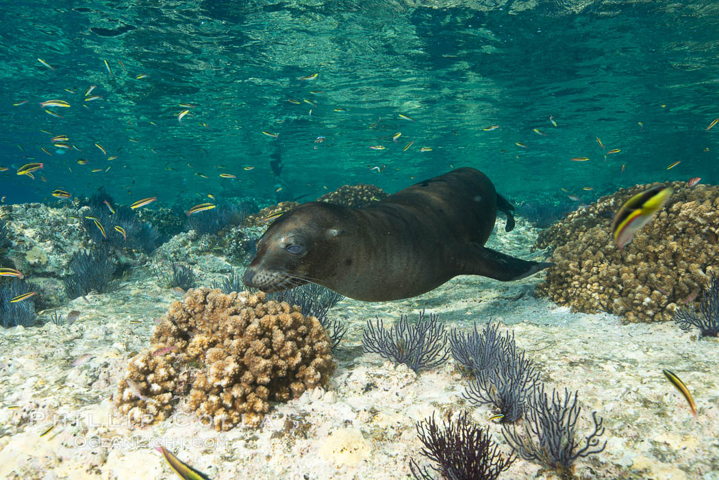 Sea Lion Underwater, Los Islotes, Sea of Cortez. Baja California, Mexico, natural history stock photograph, photo id 32519