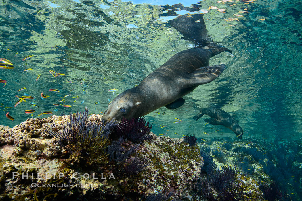 Sea Lion Underwater, Los Islotes, Sea of Cortez. Baja California, Mexico, natural history stock photograph, photo id 32523