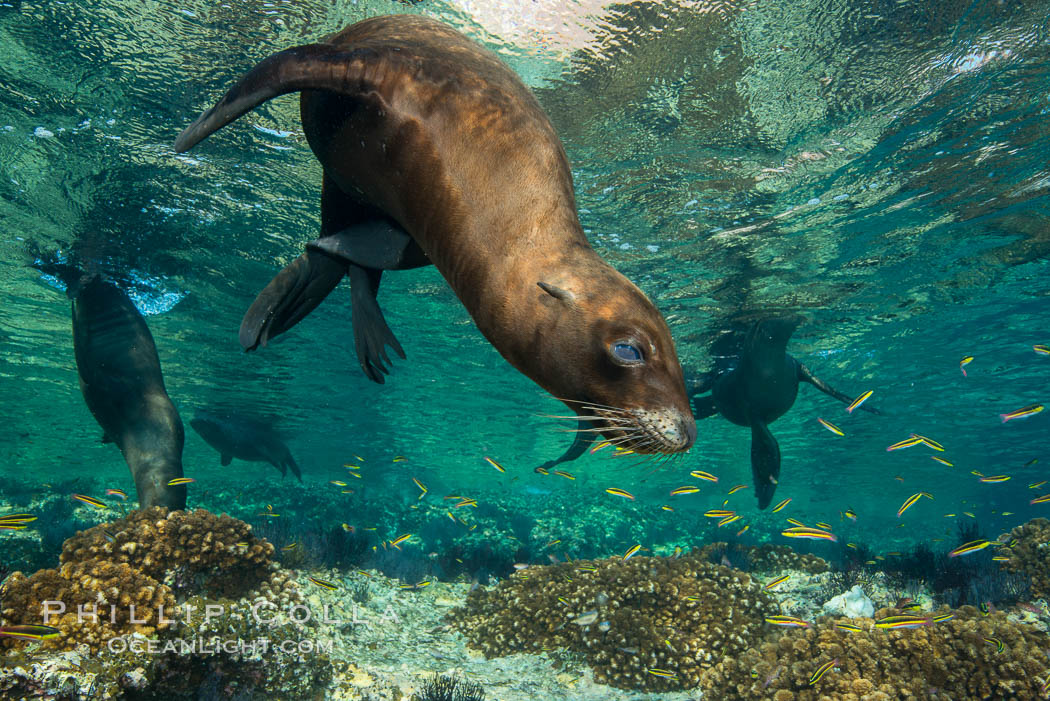 Sea Lion Underwater, Los Islotes, Sea of Cortez. Baja California, Mexico, natural history stock photograph, photo id 32531