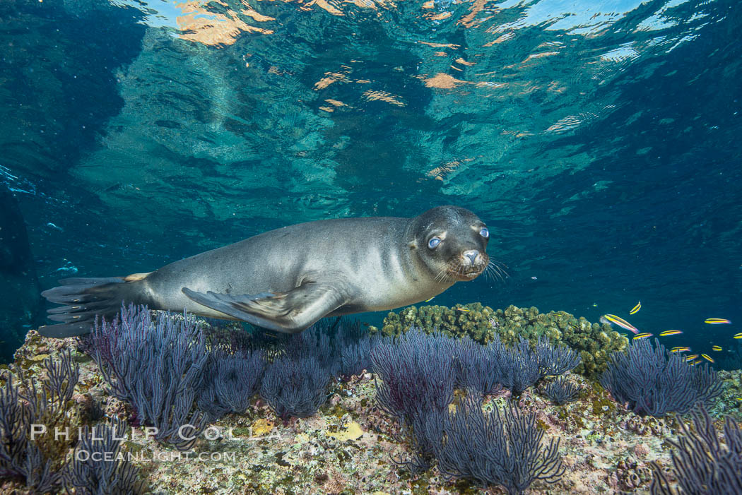 Sea Lion Underwater, Los Islotes, Sea of Cortez. Baja California, Mexico, natural history stock photograph, photo id 32535