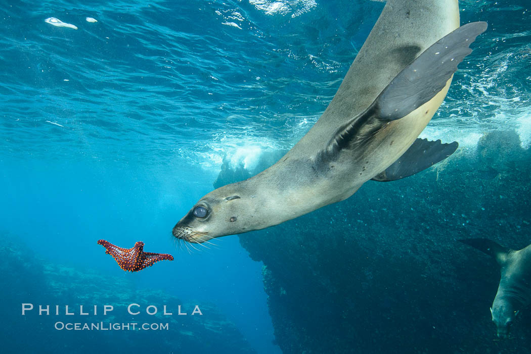 Sea Lion Underwater, Los Islotes, Sea of Cortez. Baja California, Mexico, natural history stock photograph, photo id 32551