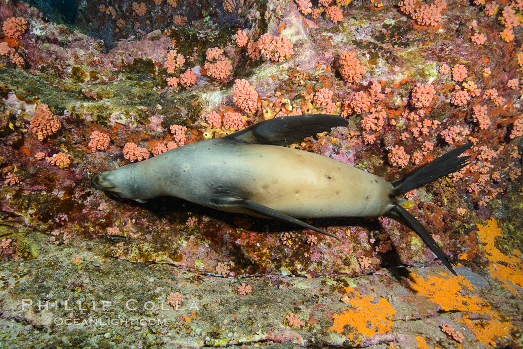 Sea Lion Underwater, Los Islotes, Sea of Cortez. Baja California, Mexico, natural history stock photograph, photo id 32591