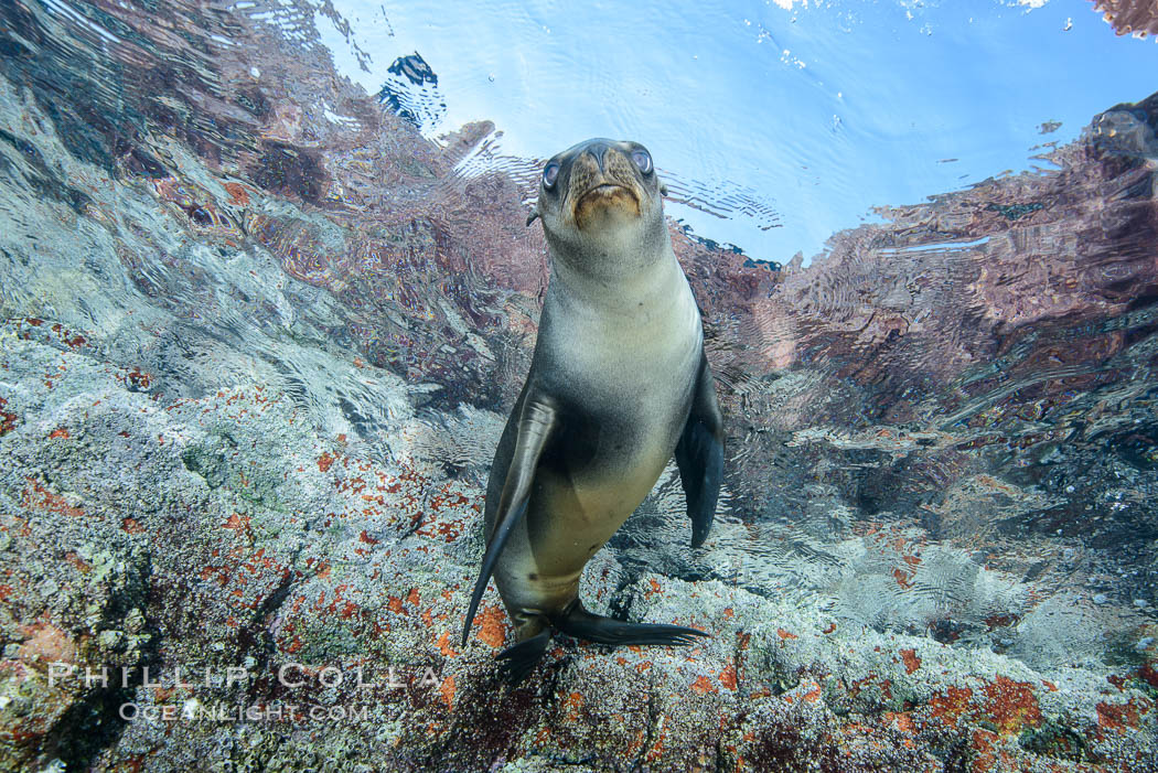 Sea Lion Underwater, Los Islotes, Sea of Cortez. Baja California, Mexico, natural history stock photograph, photo id 32489
