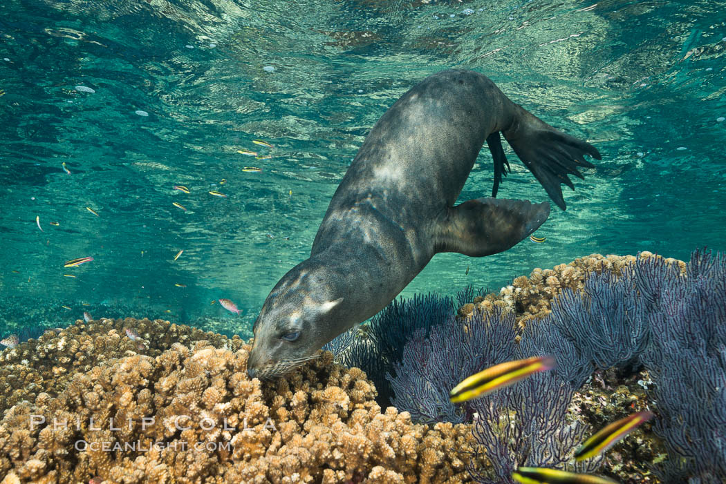 Sea Lion Underwater, Los Islotes, Sea of Cortez. Baja California, Mexico, natural history stock photograph, photo id 32513
