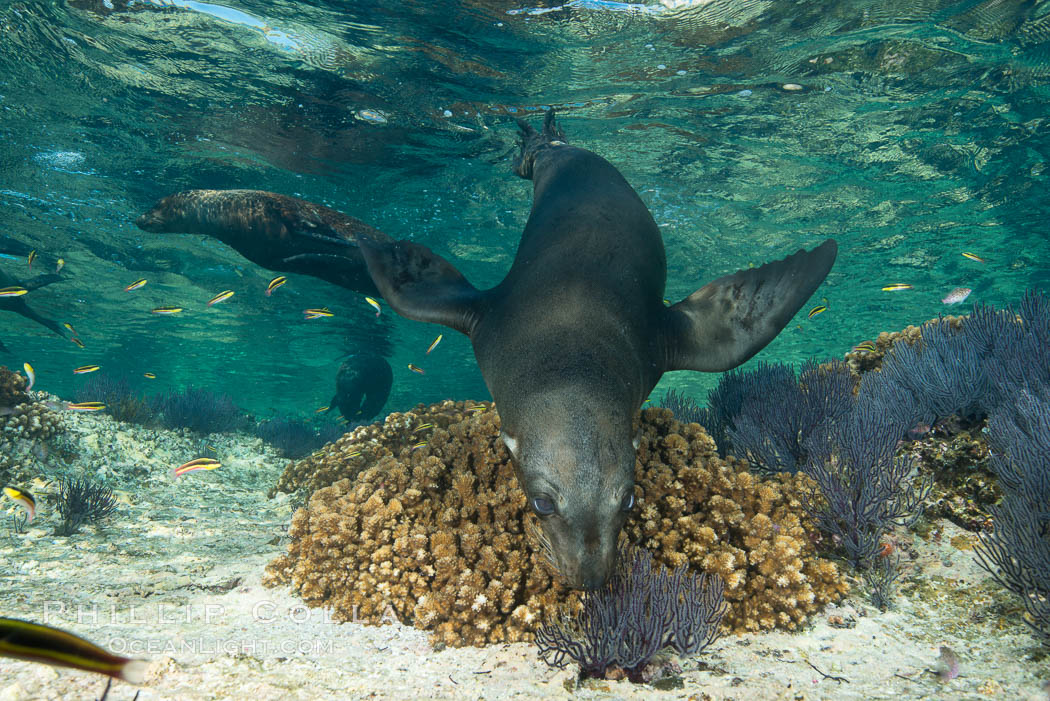 Sea Lion Underwater, Los Islotes, Sea of Cortez. Baja California, Mexico, natural history stock photograph, photo id 32517