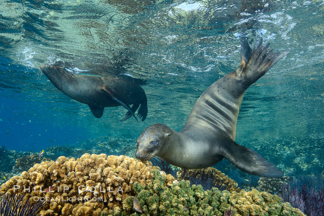 Sea Lion Underwater, Los Islotes, Sea of Cortez. Baja California, Mexico, natural history stock photograph, photo id 32521