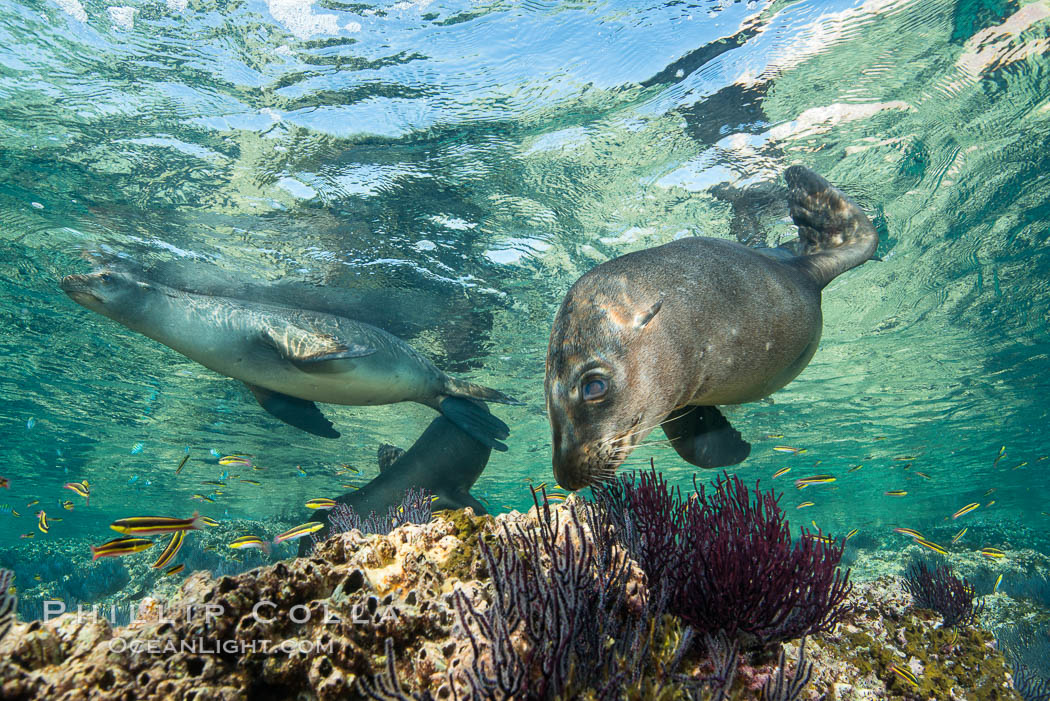 Sea Lion Underwater, Los Islotes, Sea of Cortez. Baja California, Mexico, natural history stock photograph, photo id 32525