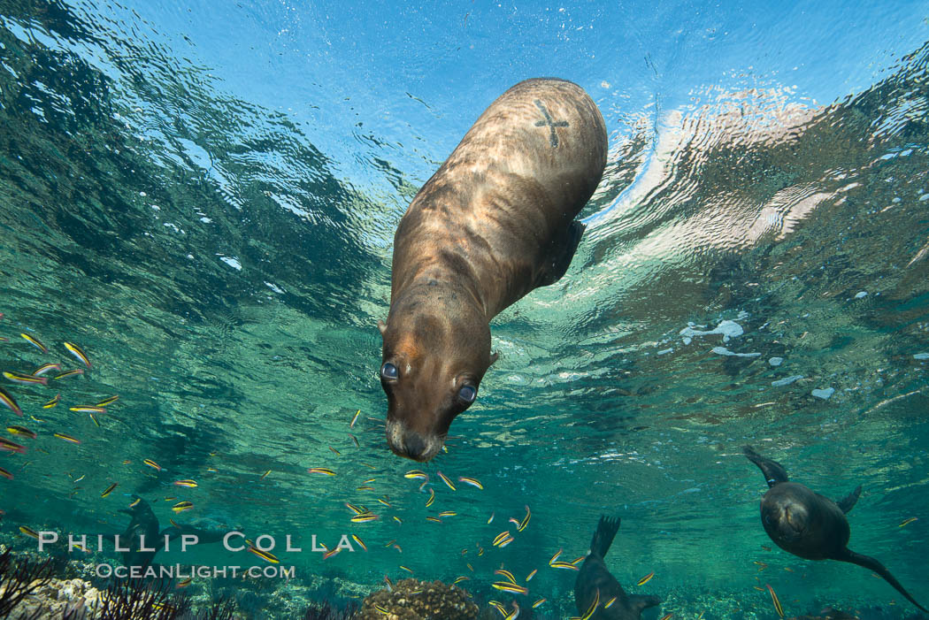 Sea Lion Underwater, Los Islotes, Sea of Cortez. Baja California, Mexico, natural history stock photograph, photo id 32529