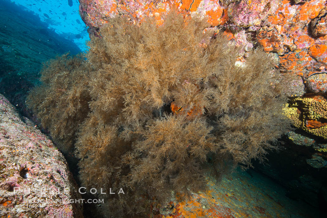 Sea Lion Underwater, Los Islotes, Sea of Cortez. Baja California, Mexico, natural history stock photograph, photo id 32533