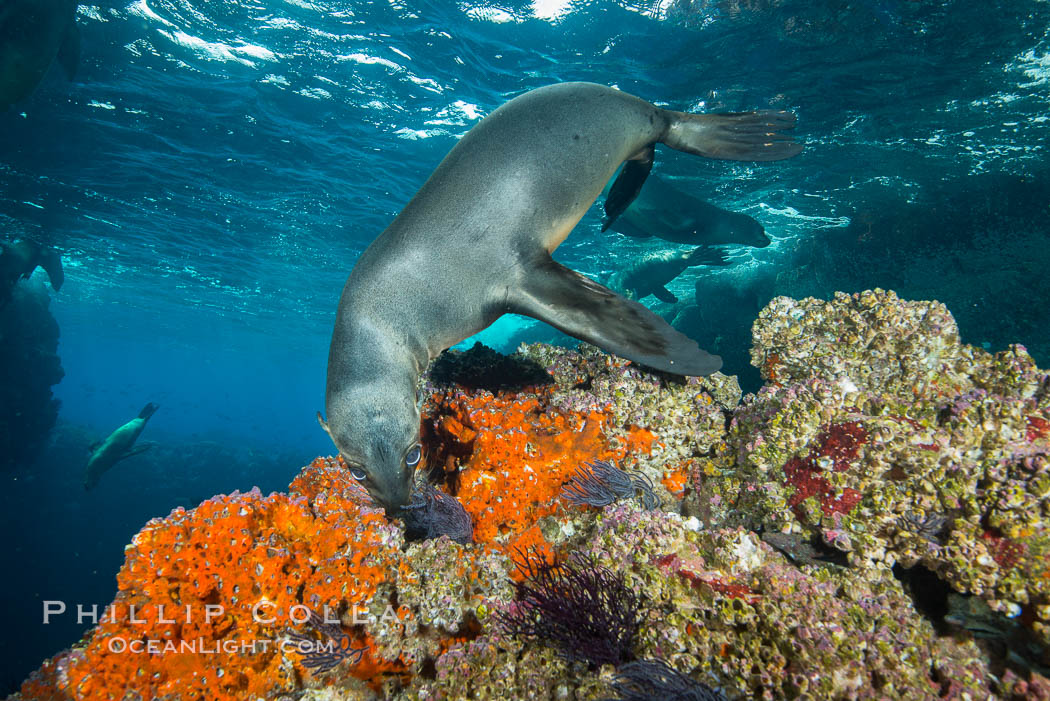 Sea Lion Underwater, Los Islotes, Sea of Cortez. Baja California, Mexico, natural history stock photograph, photo id 32549