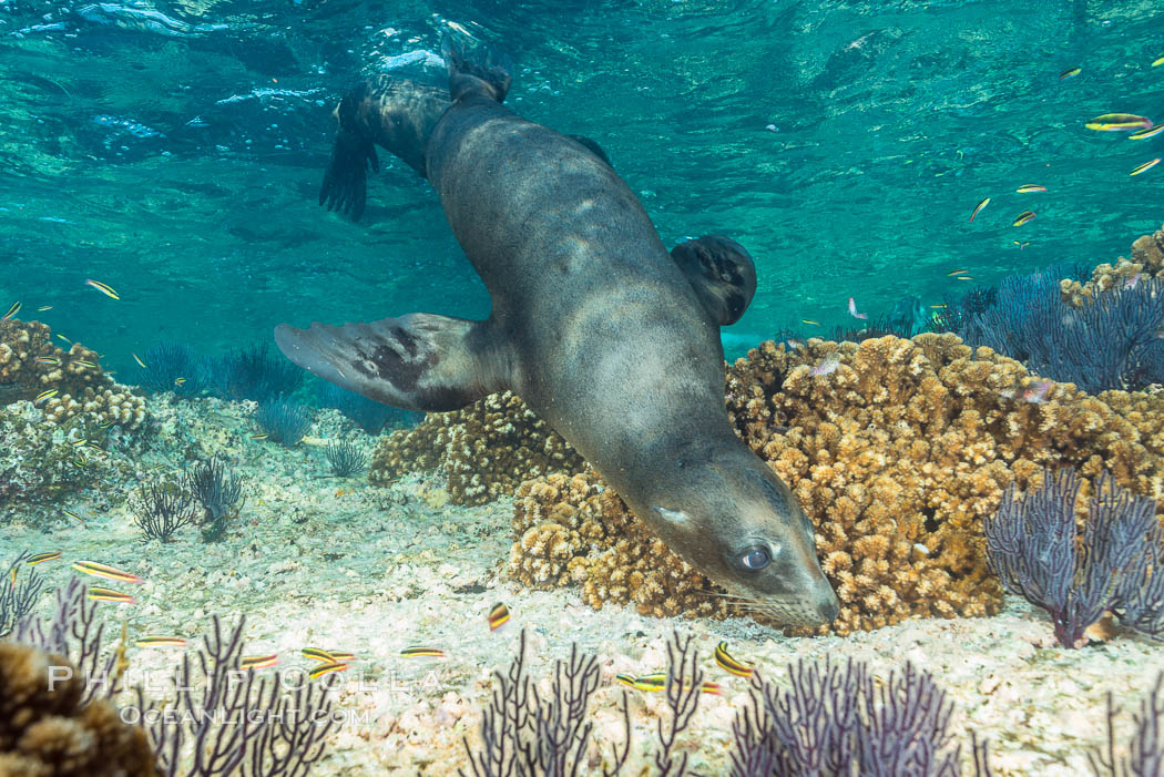 California sea lion underwater, Sea of Cortez, Mexico. Baja California, natural history stock photograph, photo id 33793