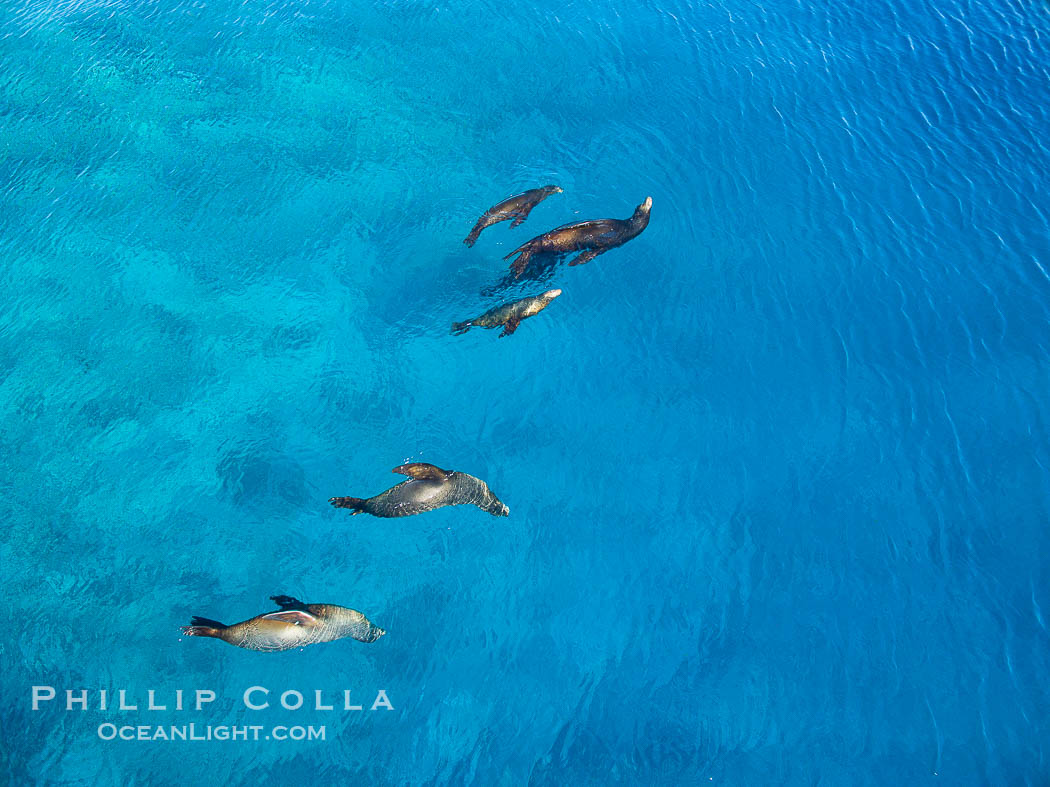 Sea Lions, Bull and Harem of Females, Aerial Photo, La Reina, Sea of Cortez., natural history stock photograph, photo id 32376