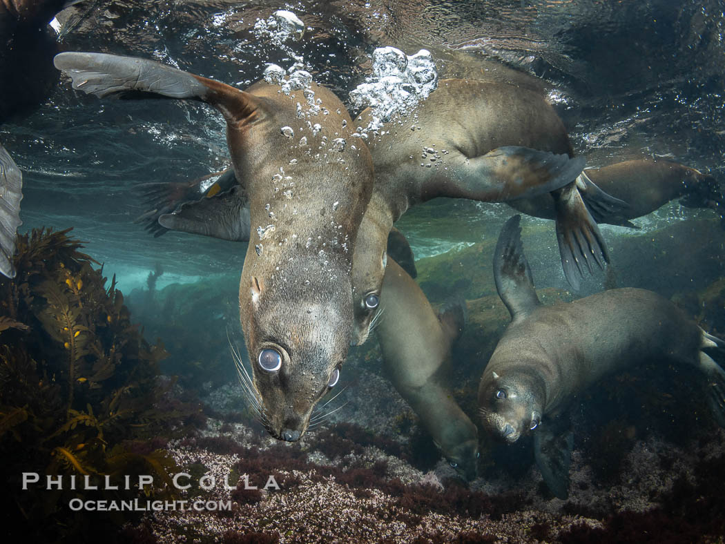 Young sea lions at the Coronado Islands, Baja California, Mexico, Zalophus californianus, Coronado Islands (Islas Coronado)