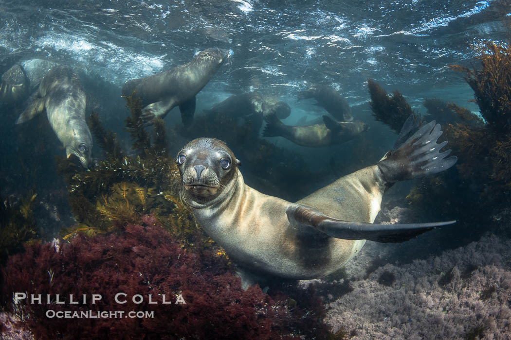 Young sea lions at the Coronado Islands, Baja California, Mexico, Zalophus californianus, Coronado Islands (Islas Coronado)