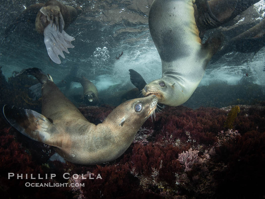 Young sea lions at the Coronado Islands, Baja California, Mexico. Coronado Islands (Islas Coronado), Zalophus californianus, natural history stock photograph, photo id 37308