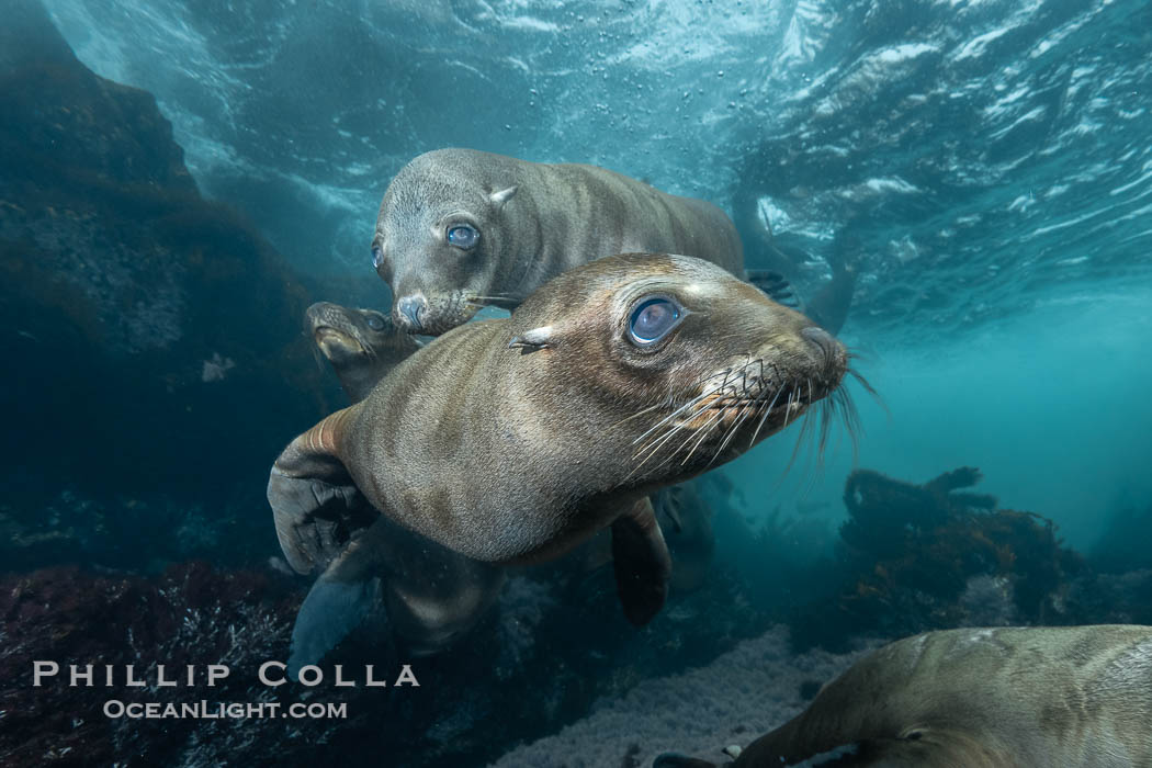 Young sea lions at the Coronado Islands, Baja California, Mexico. Coronado Islands (Islas Coronado), Zalophus californianus, natural history stock photograph, photo id 37316