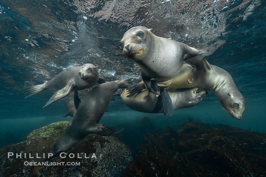 Young sea lions at the Coronado Islands, Baja California, Mexico. Coronado Islands (Islas Coronado), Zalophus californianus, natural history stock photograph, photo id 37319