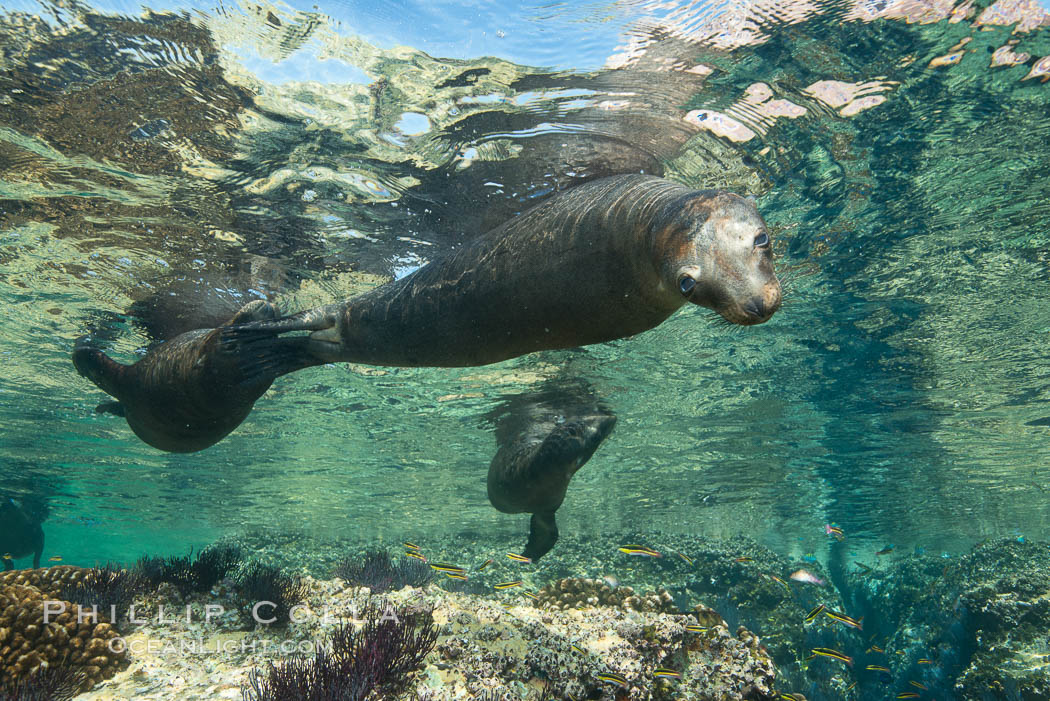 Sea Lions playing in shallow water, Los Islotes, Sea of Cortez. Baja California, Mexico, natural history stock photograph, photo id 32498