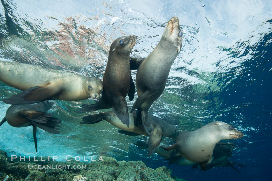 Sea Lions playing in shallow water, Los Islotes, Sea of Cortez. Baja California, Mexico, natural history stock photograph, photo id 32542