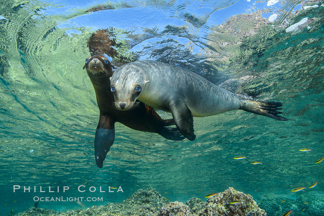 Sea Lions playing in shallow water, Los Islotes, Sea of Cortez. Baja California, Mexico, natural history stock photograph, photo id 32554