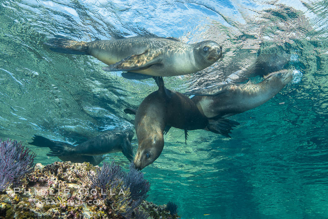 Sea Lions playing in shallow water, Los Islotes, Sea of Cortez. Baja California, Mexico, natural history stock photograph, photo id 32558