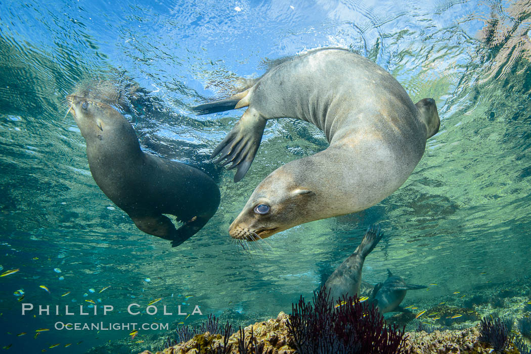 Sea Lions playing in shallow water, Los Islotes, Sea of Cortez. Baja California, Mexico, natural history stock photograph, photo id 32562