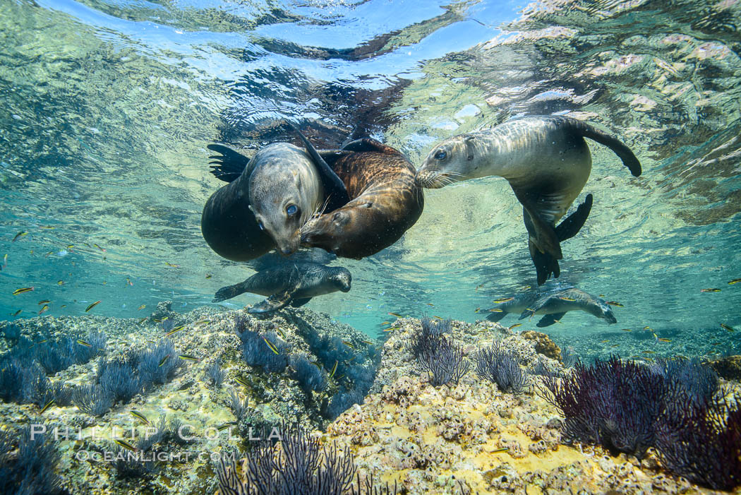 Sea Lions playing in shallow water, Los Islotes, Sea of Cortez. Baja California, Mexico, natural history stock photograph, photo id 32496