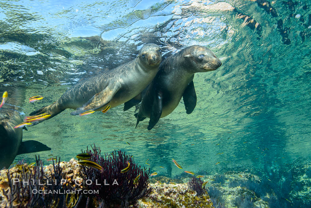 Sea Lions playing in shallow water, Los Islotes, Sea of Cortez. Baja California, Mexico, natural history stock photograph, photo id 32524